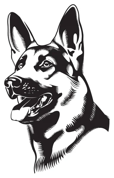 Shepherd dog illustration — Stock Photo, Image
