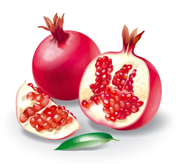 Stock image Pomegranate detailed illustration.