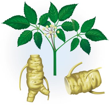 Ginseng