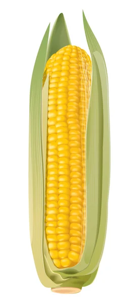 Corn illustration — Stock Photo, Image