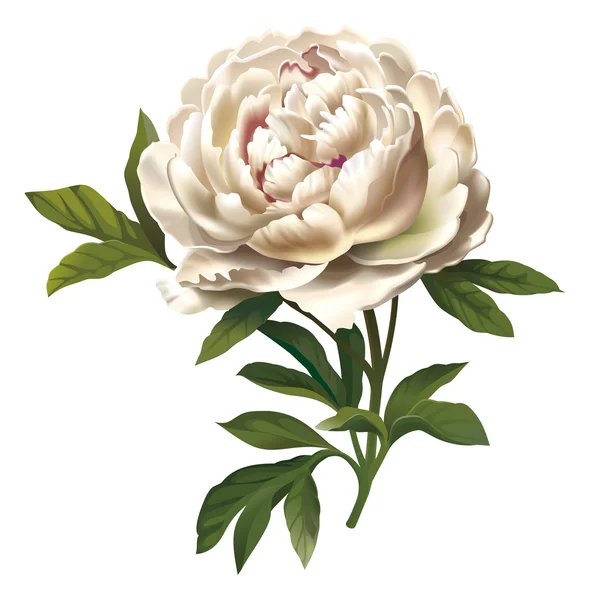 Bujor ilustrație de flori — Fotografie, imagine de stoc