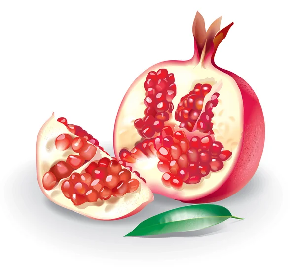 stock image Pomegranate detailed illustration