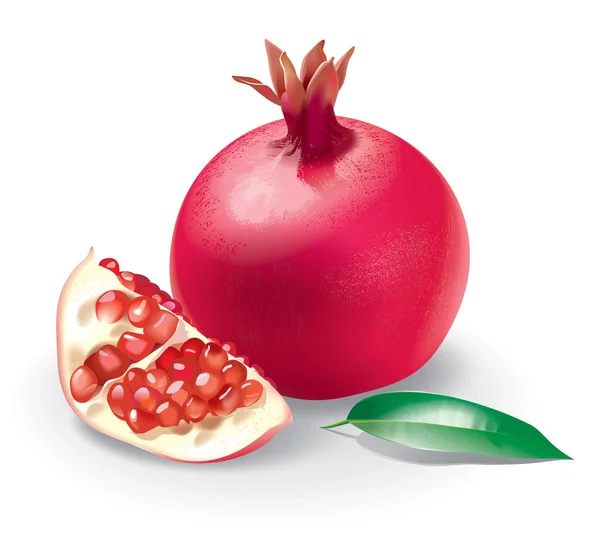 Granátové jablko detailní ilustrace — Stock fotografie