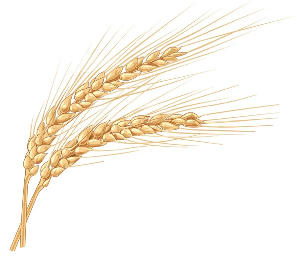 Ilustración de trigo — Foto de Stock