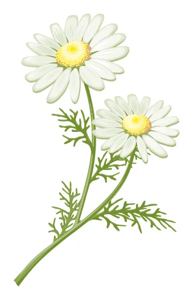 Ilustracja kwiat rumianku — Zdjęcie stockowe