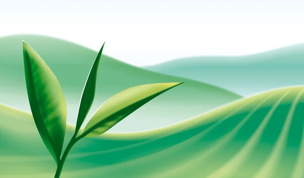 Green tea leaf on plants background. — Stock Photo, Image
