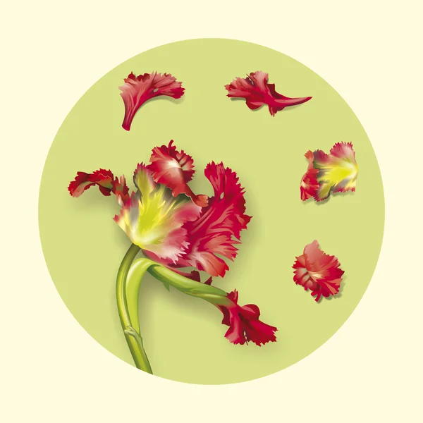 Tulipán ilustrace — Stock fotografie