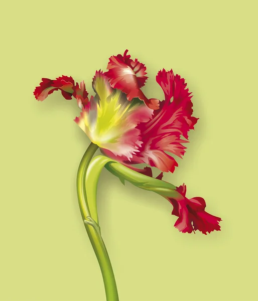 Тюльпановая иллюстрация — стоковое фото