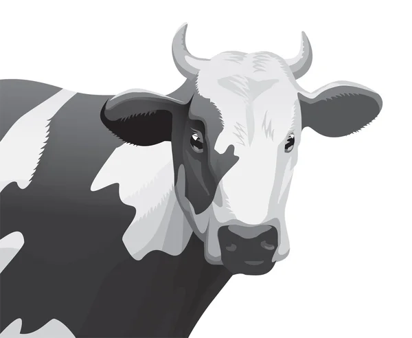 Kráva portrét — Stock fotografie