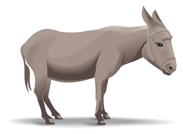 Ilustração burro — Fotografia de Stock