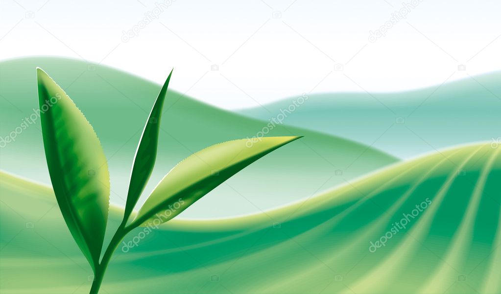 Green tea leaf on plants background.