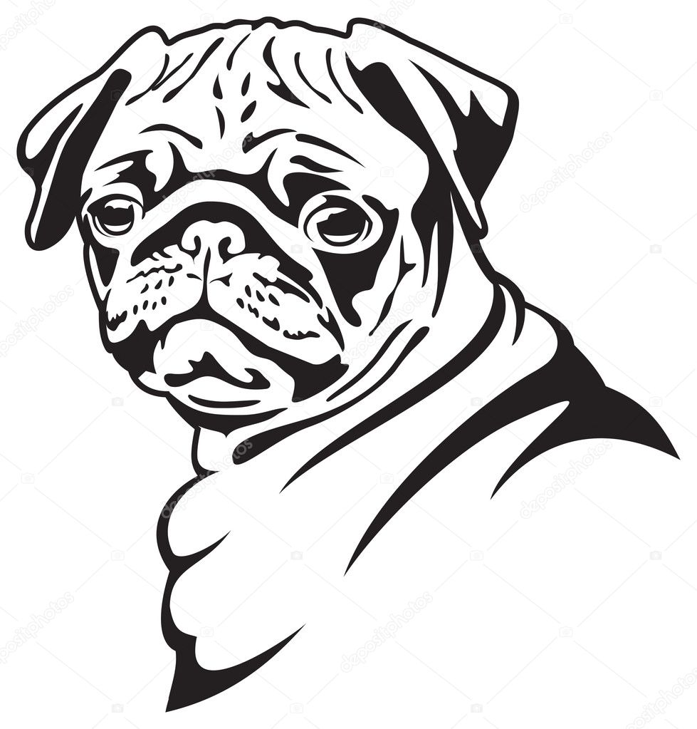 Dibujo perro pug fotos de stock, imágenes de Dibujo perro pug sin royalties  | Depositphotos