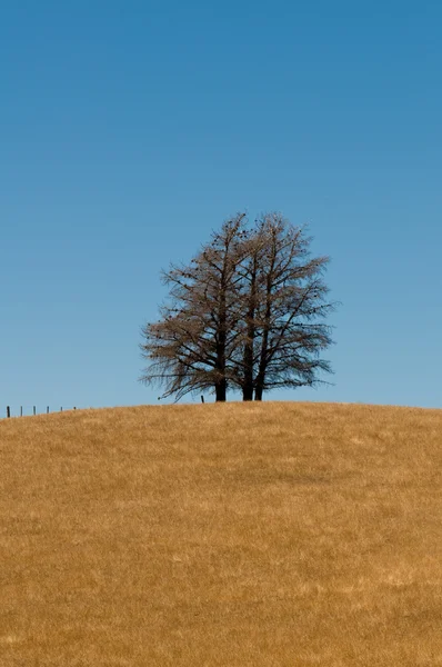 Formação de árvores em uma colina de veldt — Fotografia de Stock