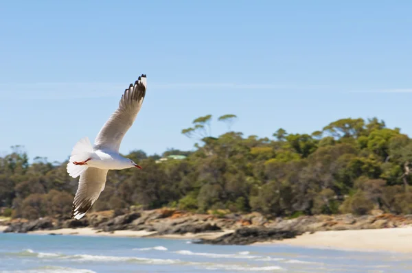 Möwe breitet ihre Flügel am Strand aus — Stockfoto