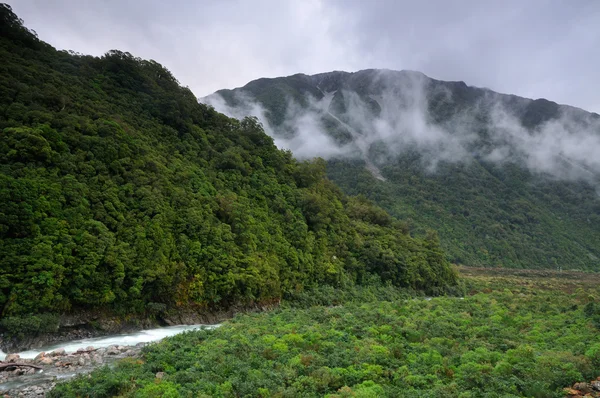 Hutan hujan di lembah Otira, Taman Nasional Celah Arthur, New Zeala — Stok Foto
