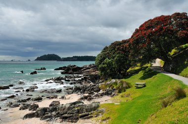 kayalık sahilleri, kıyı manganui, bay bolluk-in yürümek