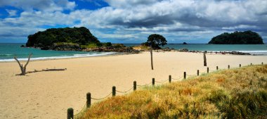 MT manganui, sürü Yeni Zelanda defne