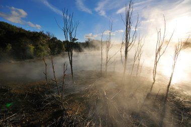 kuirau park, rotorua, Yeni Zelanda