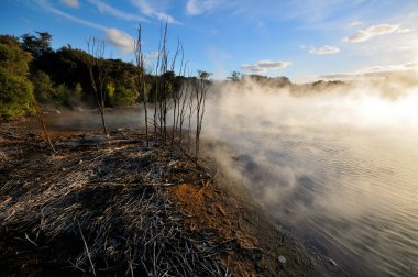 kuirau park, rotorua, Yeni Zelanda