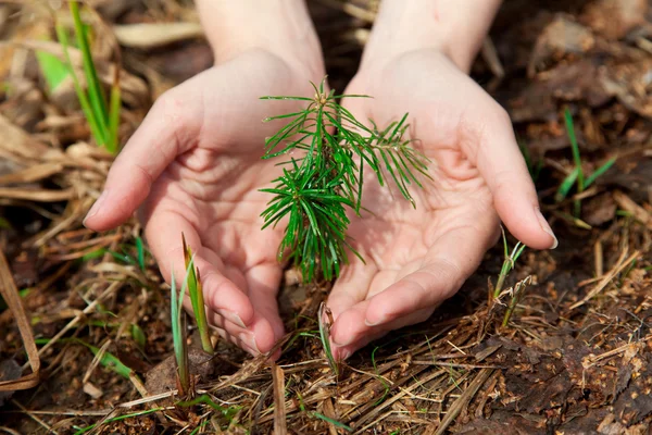 stock image Protection of nature