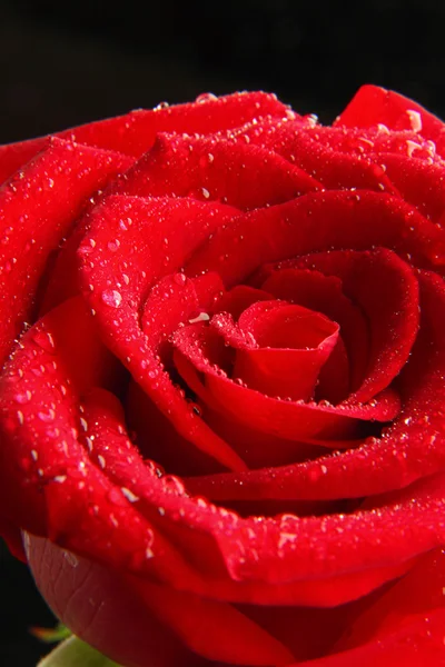 stock image Red rose