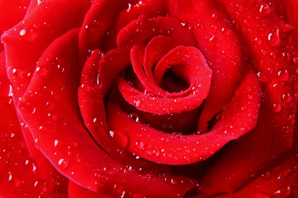 Stock image Red rose