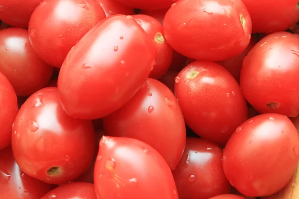 stock image Tomato