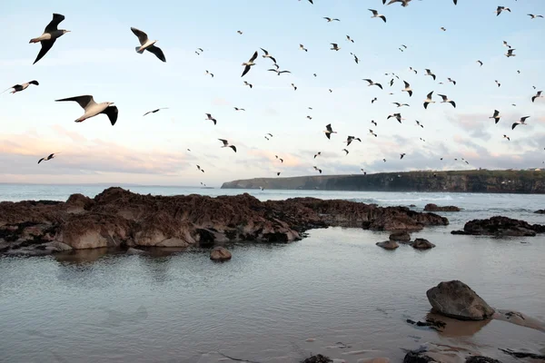 Uccelli marini Ballybunion — Foto Stock