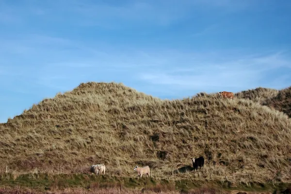 Коровы на холмах — стоковое фото