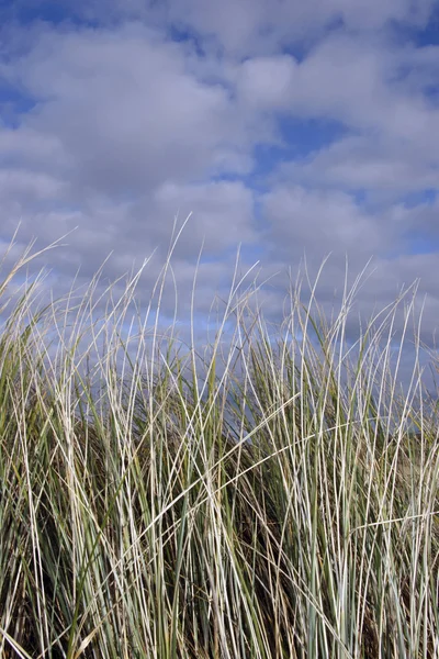 Дунная трава — стоковое фото
