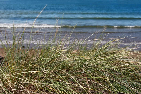 Wysokie wydmy trawa — Zdjęcie stockowe
