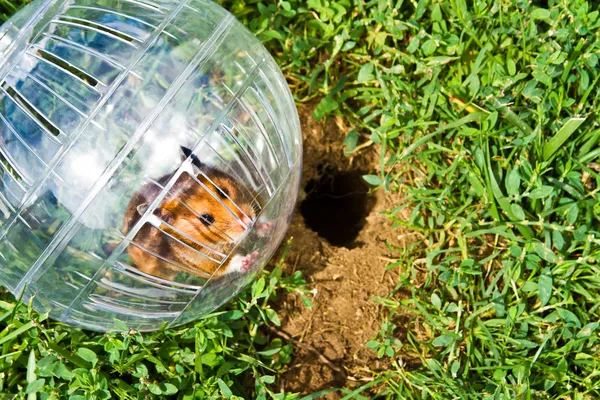 Hamster boll — Stockfoto