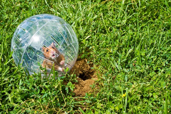 Stock image Hamster ball