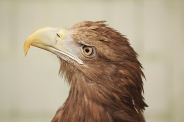 Kartal 5