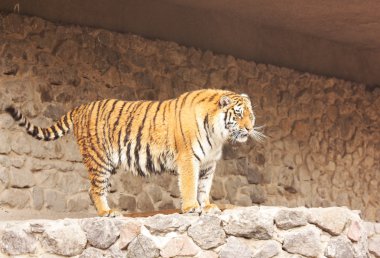 Tiger2