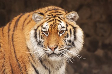 tiger3