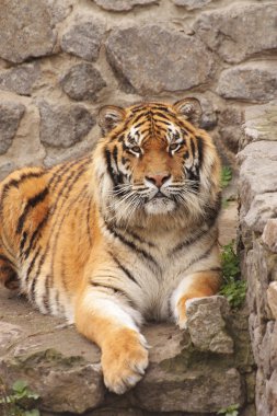 Tiger5