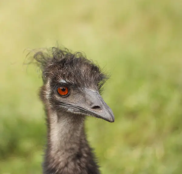 Emu — Zdjęcie stockowe