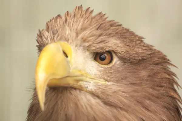 stock image Eagle 4