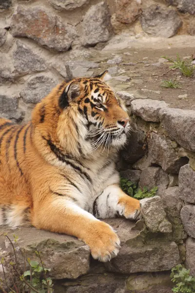 Tiger4 — Zdjęcie stockowe