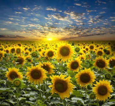 Field of flowerings sunflowers on a beautiful sunset background clipart