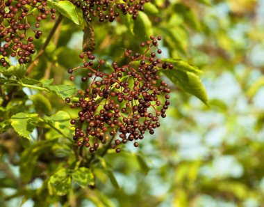 siyah yaşlı dut dalı