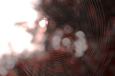 Spider web close - up autumn nature scene clipart