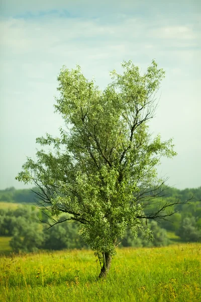 Grüner Baum im Feld — Stockfoto