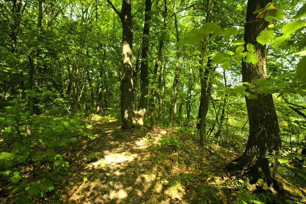 Зеленые клёны
