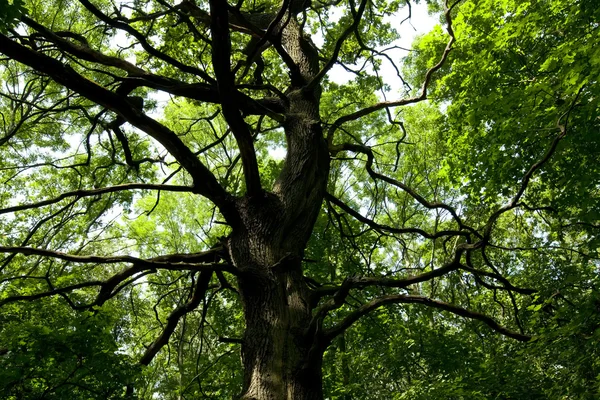 stock image Old green maple tree