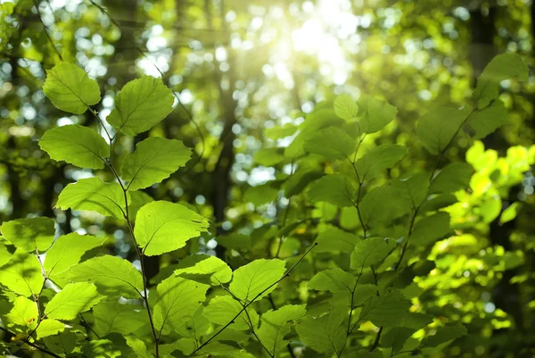 La luz del sol throug hojas . —  Fotos de Stock