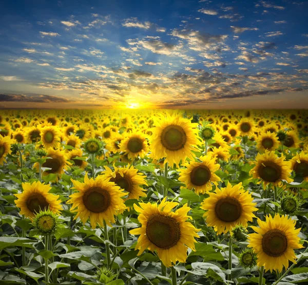 Blumenfeld Sonnenblumen auf einem schönen Sonnenuntergang Hintergrund — Stockfoto