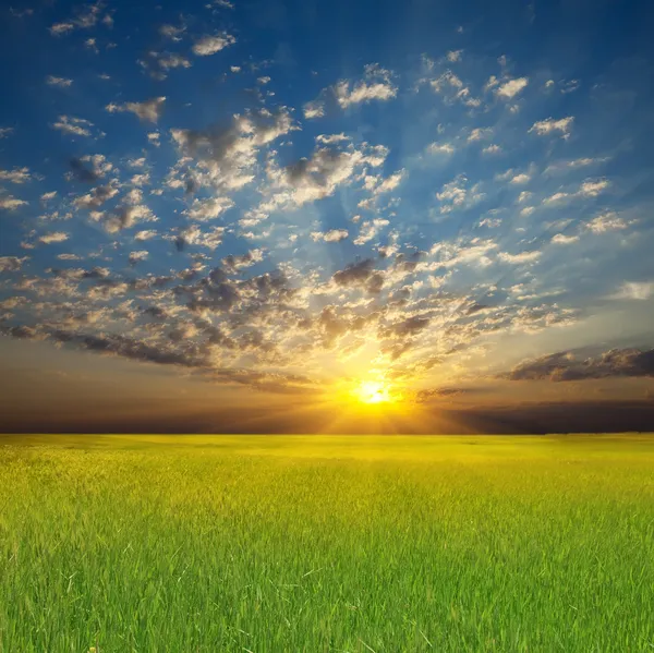 Letní slunce krajina: zamračená obloha nad zeleným polem — Stock fotografie