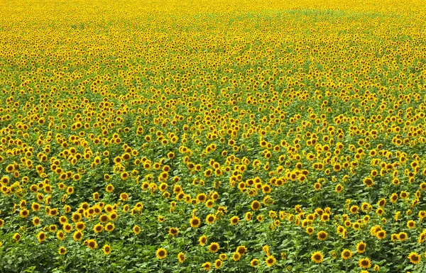 Zomer schoonheid landschap: veld vol zonnebloemen — Stockfoto
